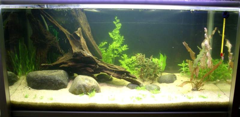 Image: Aquarium 128 (sold)128 liters - Some plants added