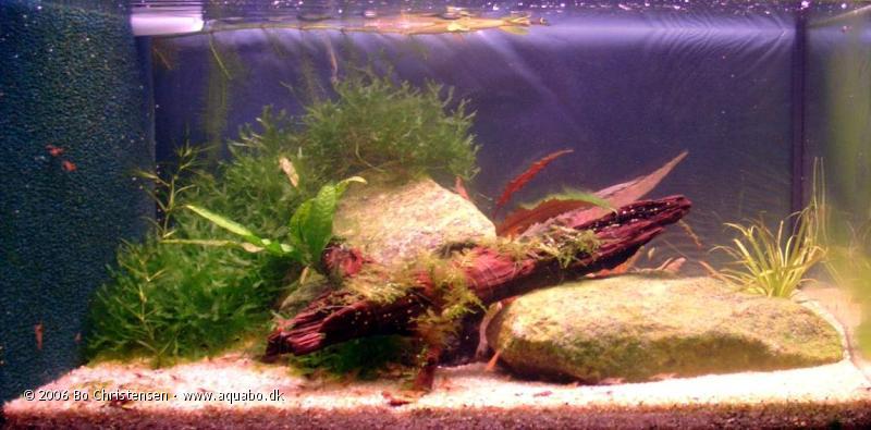 Image: Aquarium 30A (rcs)30 liters - 