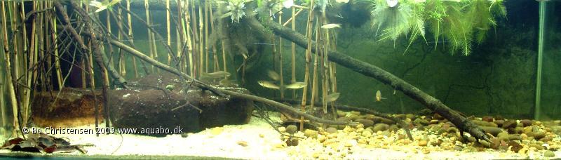 Image: Aquarium SEA biotope395 liters - 12 days after redecoration