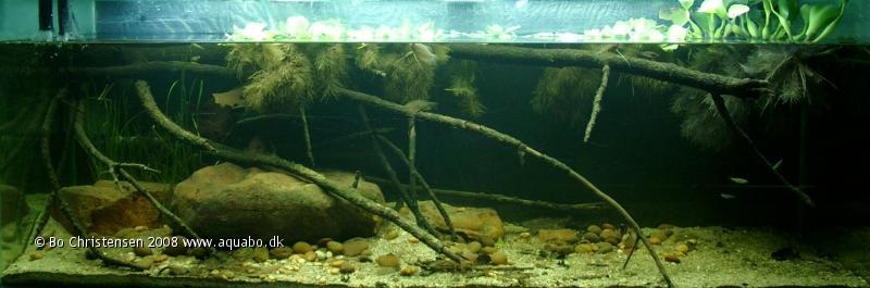 Image: Aquarium SEA biotope395 liters - 40 days old