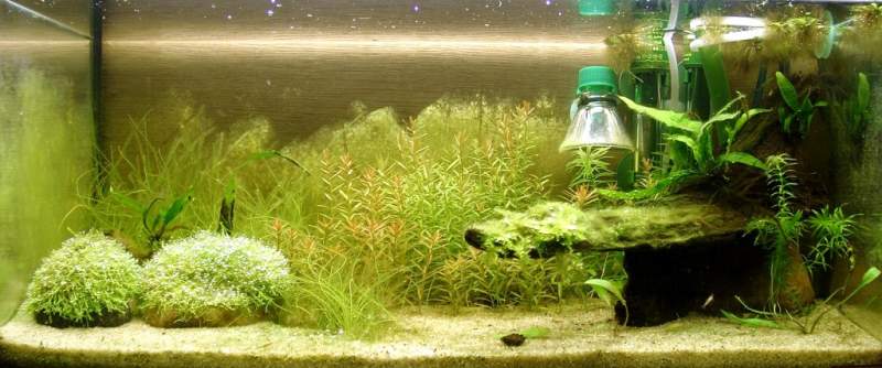 Image: Aquarium 43B (sold)43 liters - 