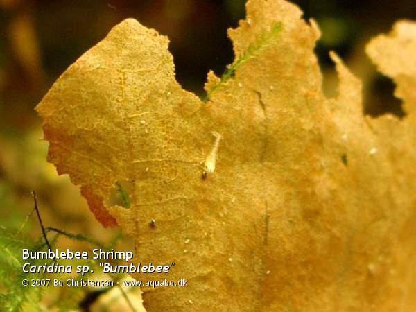 Image: Caridina cf. breviata - New born shrimplet. 0 days old 2-3 mm long Bumblebee shrimplet.