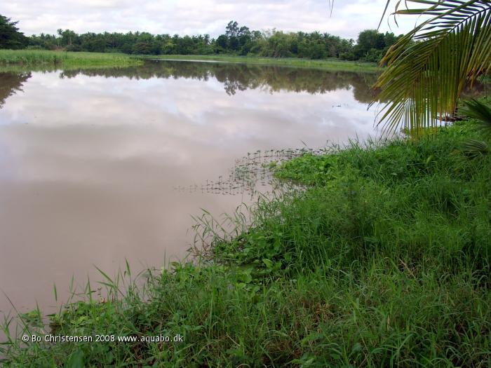 Image: Atyidae sp. "Nan River 1" - Habitat. Nan River, Thailand.