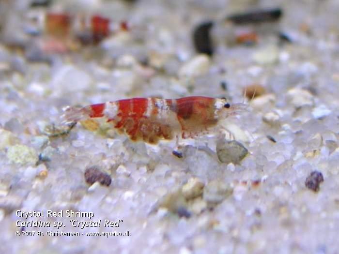 Image: Caridina sp. "Crystal Red" - Pregnant. Female with almost developed eggs.