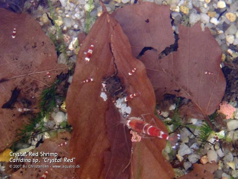 Image: Caridina sp. "Crystal Red" - Female and shrimplets. The shrimplets is 2-24 days old.