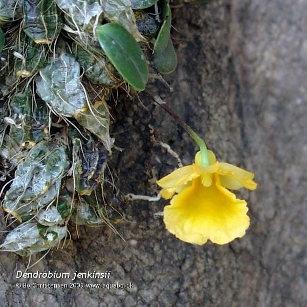 Image: Dendrobium jenkinsii - 