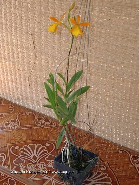 Image: Epidendrum NoID "Yellow" - 