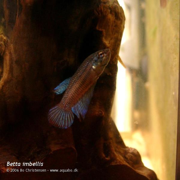 Image: Betta imbellis - New fish
