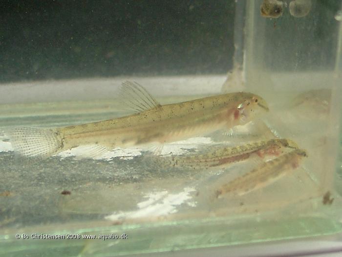 Image: Lepidocephalichthys sp. - Unknown Cobitidae sp.. Caught these three loaches in a ricefield in Thailand. They are 15-30 mm. long.