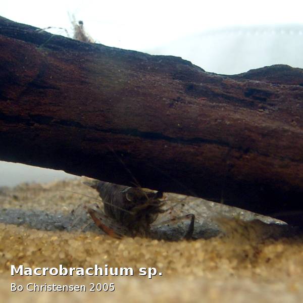 Image: Macrobrachium sp. - 