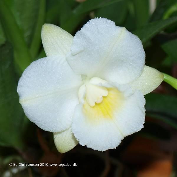 Image: Orchid NoID 01C - 