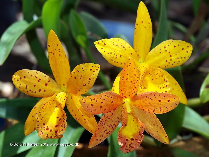 Image: Orchid NoID 01E - 
