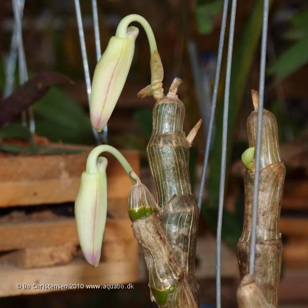 Image: Dendrobium wardianum - Buds. Not long before the buds open.