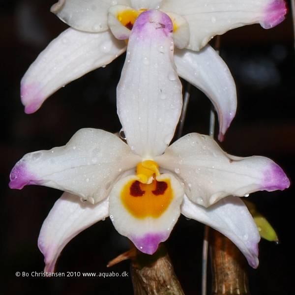 Image: Dendrobium wardianum - 