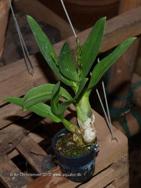 Image: Dendrobium peguanum - New orchid. Bought on Chatuchak Weekend Market, Bangkok december 2010.