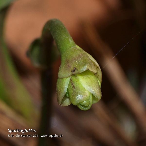 Image: Spathoglottis NoID "Yellow" - Buds
