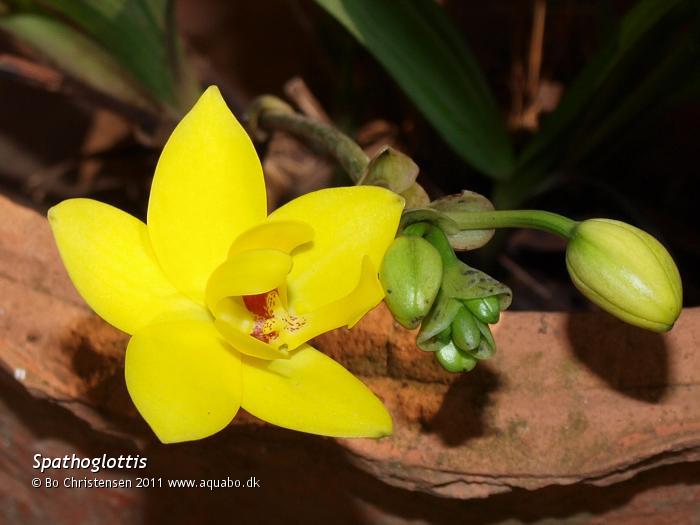 Image: Spathoglottis NoID "Yellow" - Flower and buds. This years first flower.