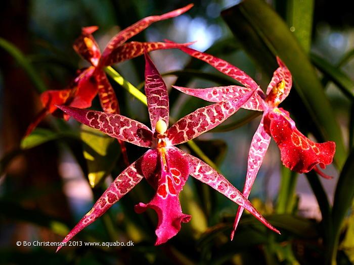 Image: Orchid NoID 11H - Flowering again