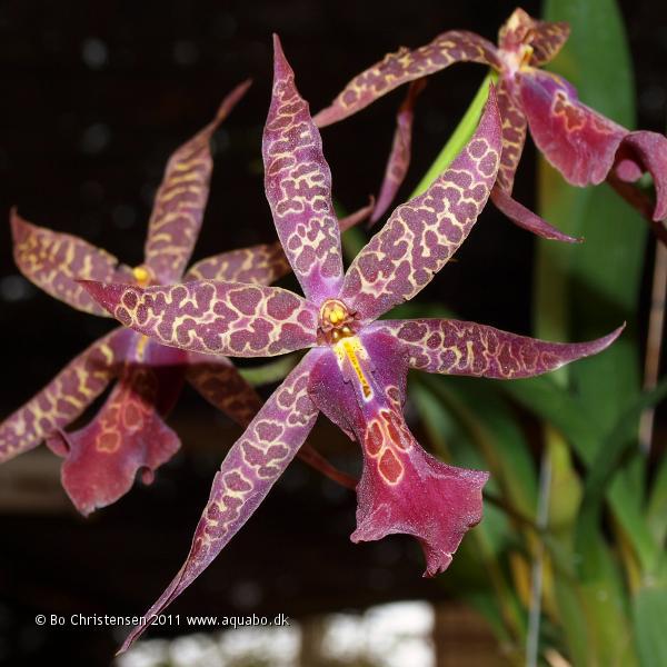 Image: Orchid NoID 11H - Flower