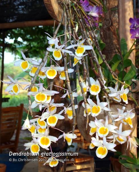 Image: Dendrobium gratiosissimum - New orchid. Bought yesterday at the annual 10-day market in Nong Tom, Thailand.