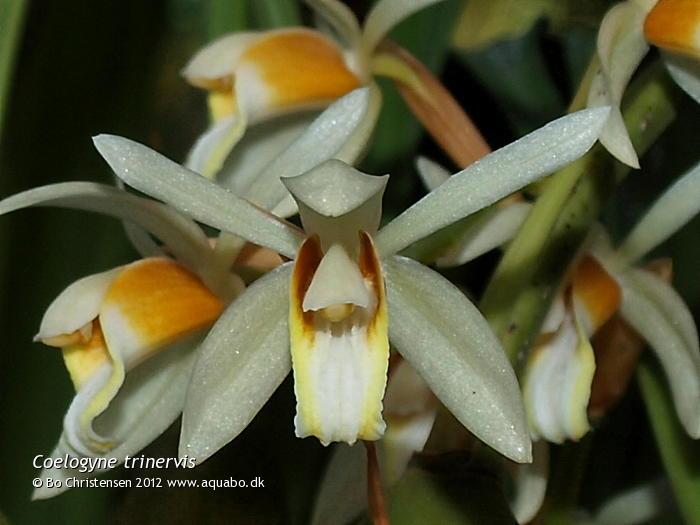 Image: Coelogyne trinervis - Flowering for the first time