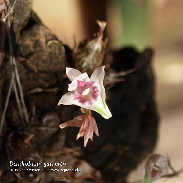 Image: Dendrobium garrettii - Flower