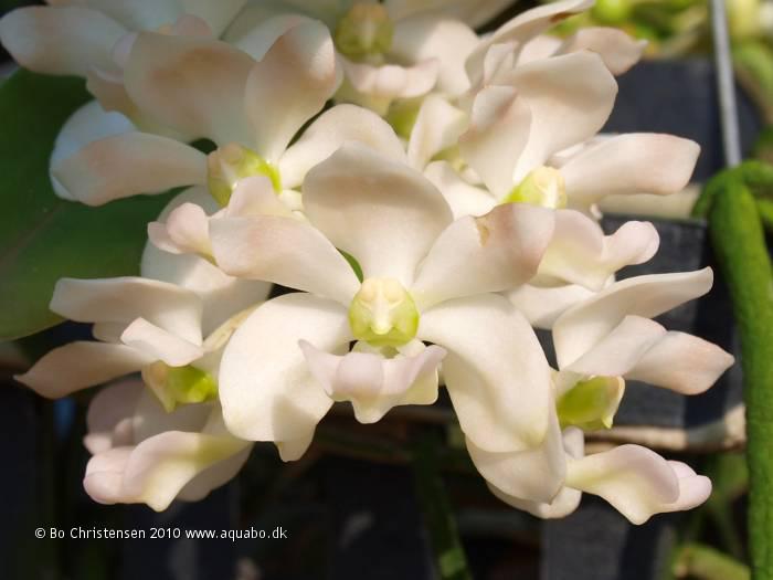 Image: Rhynchostylis gigantea var. alba - Flowers. Beautiful sweetly fragrant flowers.