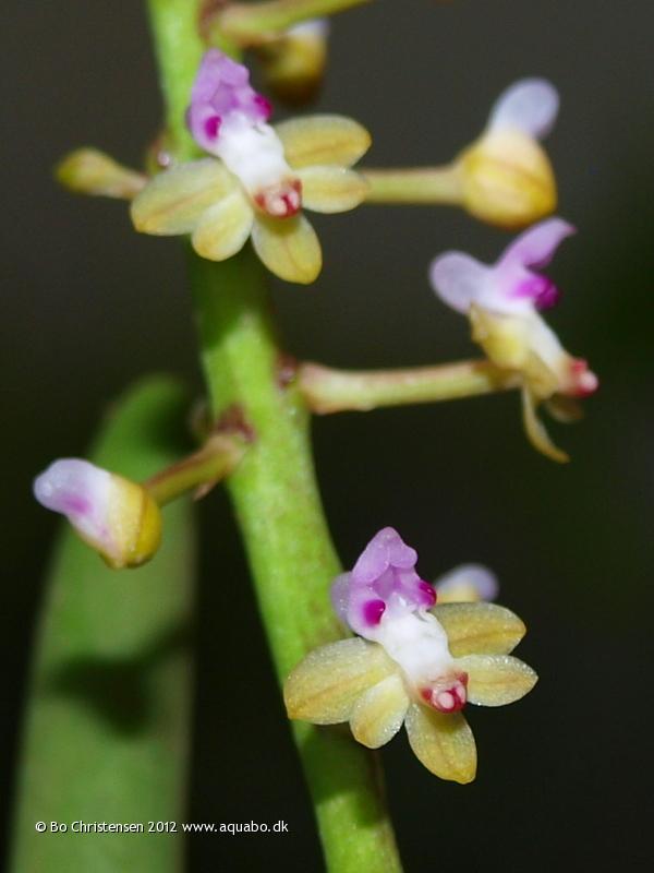Image: Cleisostoma arietinum - Tiny flowers. The flowers are not more than 6 mm wide.