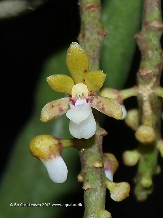 Image: Pomatocalpa angustifolium - Flower closeup