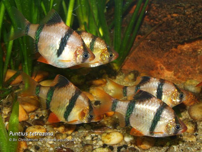 Image: Puntius tetrazona - Group of adult fish