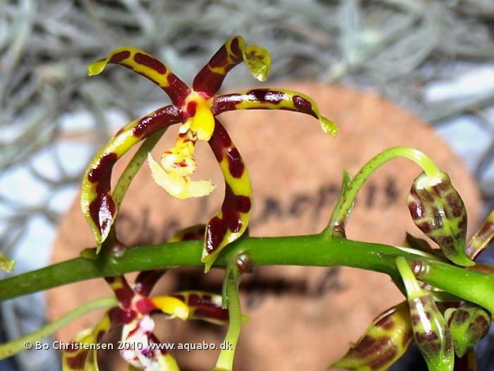 Image: Phalaenopsis mannii