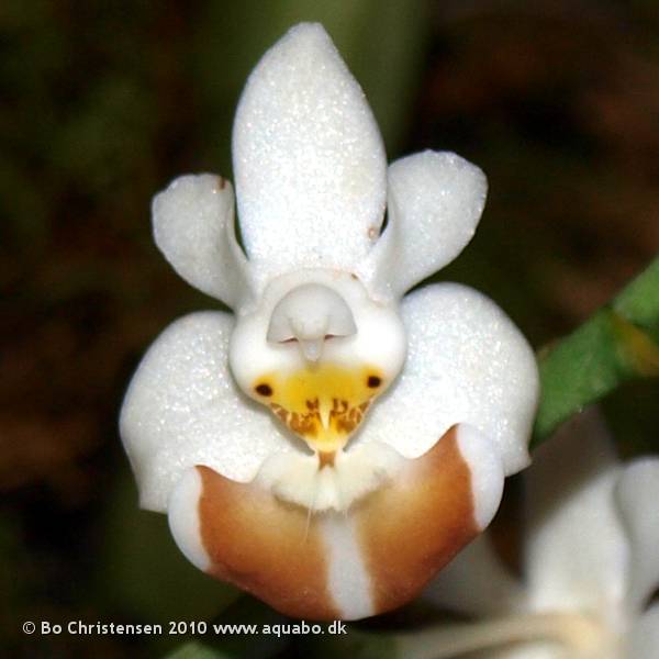 Image: Phalaenopsis lobbii