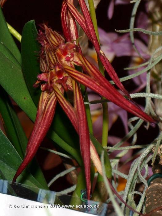Image: Bulbophyllum wendlandianum