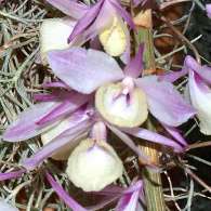 Click to see large image: Dendrobium pierardii