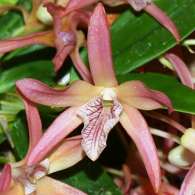 Click to see large image: Dendrobium nobile "Nikkou"