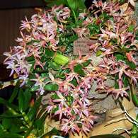 Click to see large image: Dendrobium nobile "Nikkou"
