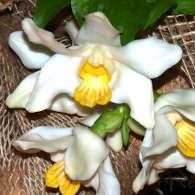 Click to see large image: Chysis bractescens