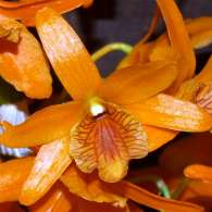 Click to see large image: Dendrobium "Firebird"
