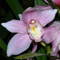 Click to see large image: Cymbidium "St. Peter"