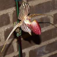 Click to see large image: Paphiopedilum rothschildianum "Christine"