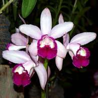 Click to see large image: C. intermedia var. Orlata