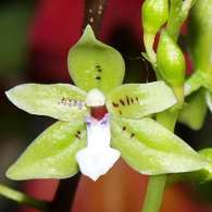 Click to see large image: Paradisanthos micrantu
