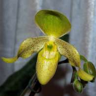 Click to see large image: Paphiopedilum primulinum x concolor