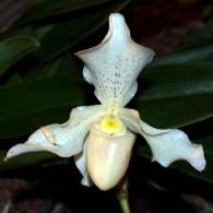 Click to see large image: Paphiopedilum Phips