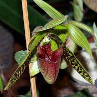Click to see large image: Paphiopedilum sukhakulii