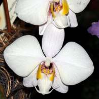 Click to see large image: Phalaenopsis philippinensis