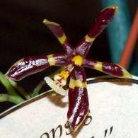 Click to see large image: Phalaenopsis mannii "Black"