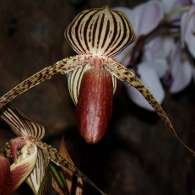 Click to see large image: Paphiopedilum "Lady Rothschild"