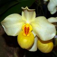 Click to see large image: Paphiopedilum armeniacum x emersonii