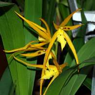 Click to see large image: Brassia